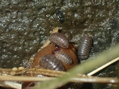Oniscidea