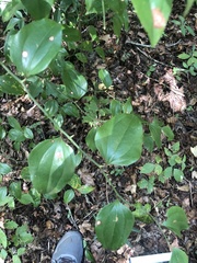 Smilax glauca