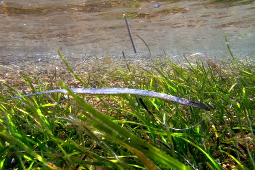 Broadnosed pipefish (Syngnathus typhle) — Syngnathidae — 3