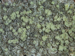 Buellia griseovirens
