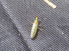 Dicyphus epilobii