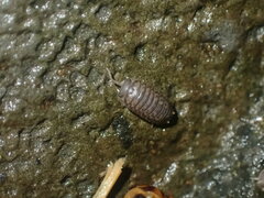 Oniscidea