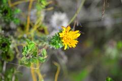 Oedera imbricata