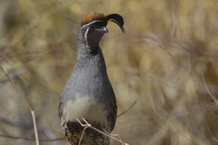 Callipepla gambelii
