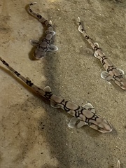 Scyliorhinus retifer