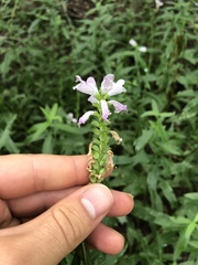 Physostegia
