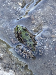 Pelophylax perezi