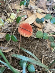 Hortiboletus rubellus