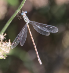 Lestes rectangularis