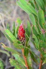 Protea obtusifolia
