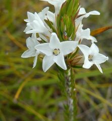 Epacris