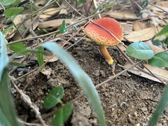 Hortiboletus rubellus
