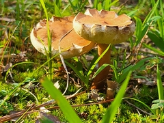 Gyroporus