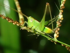 Conocephalini
