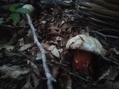 Rubroboletus