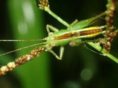 Conocephalini