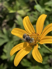 Bembix americana spinolae