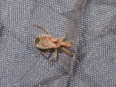 Himacerus mirmicoides