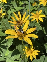 Bembix americana spinolae