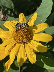 Bembix americana spinolae