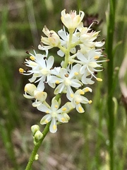 Triantha racemosa