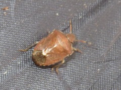 Peribalus strictus vernalis