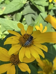 Bembix americana spinolae