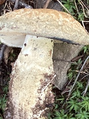 Gyroporus cyanescens
