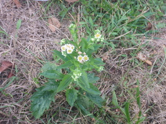 Erigeron strigosus
