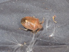 Peribalus strictus vernalis