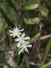 Triantha racemosa
