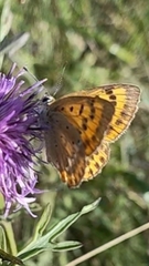 Lycaena virgaureae