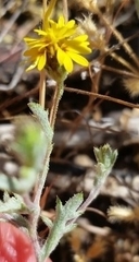 Lessingia tenuis