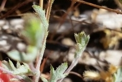 Lessingia tenuis