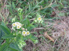 Erigeron strigosus
