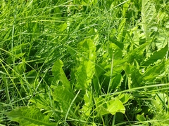 Taraxacum officinale