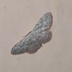 Idaea seriata