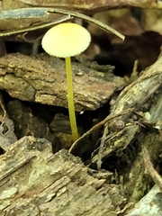 Mycena crocea