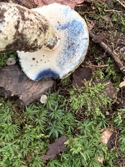 Gyroporus cyanescens