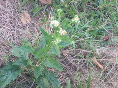 Erigeron strigosus