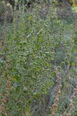 Chaiturus marrubiastrum