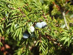 Juniperus communis saxatilis