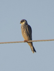Falco vespertinus