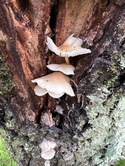 Pseudohydnum gelatinosum