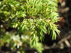 Juniperus communis saxatilis