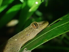 Gekkota