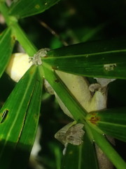 Gekkota