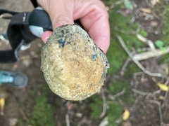 Gyroporus cyanescens