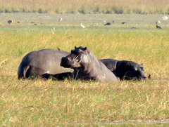 Hippopotamus amphibius