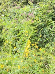 Chamaecrista
